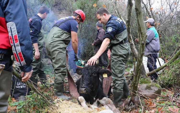 Manisa’da uçuruma düşen gebe inek kurtarıldı