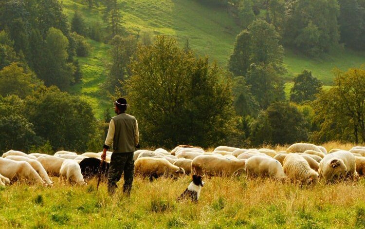 Bingöl’de 15 bin lira maaşla çoban aranıyor