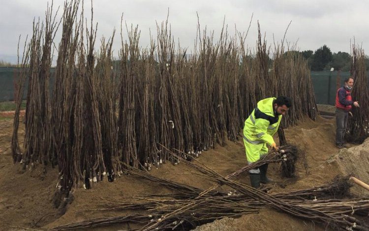 Kocaeli Büyükşehir’den meyve üreticisine destek