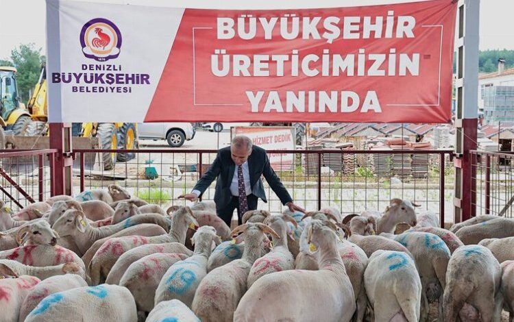 Hayvancılığa damızlık koç desteği