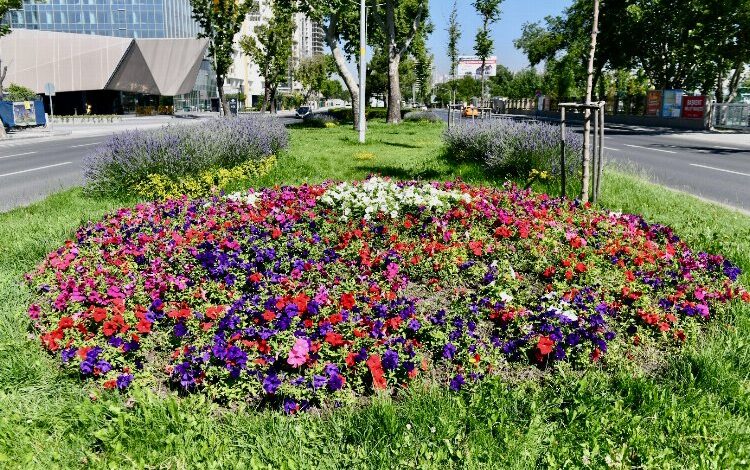 Köylü kadınların çiçekleri Başkenti süslüyor
