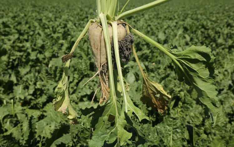 Konya Şeker’den üreticilere 182 milyon TL’lik avans