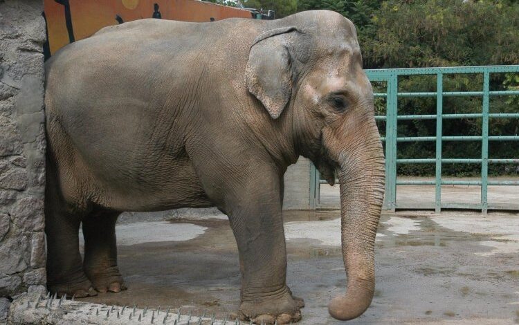 Pak Bahadır efsanesi müzede