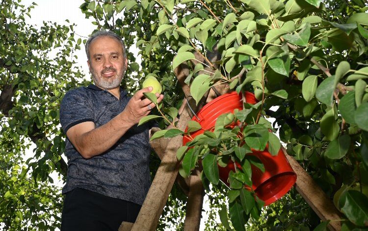 Bursa’da armut hasadı yapan çiftçiye Başkan Aktaş’tan yerinde ziyaret Bursa’da armut hasadı yapan çiftçiye Başkan Aktaş’tan yerinde ziyaret