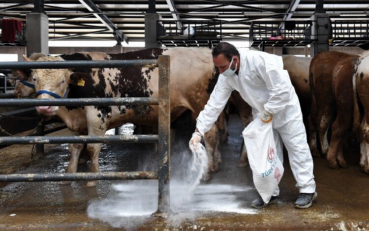 Bursa Osmangazi’de kurban pazarlarında sinekle mücadele Bursa Osmangazi’de kurban pazarlarında sinekle mücadele