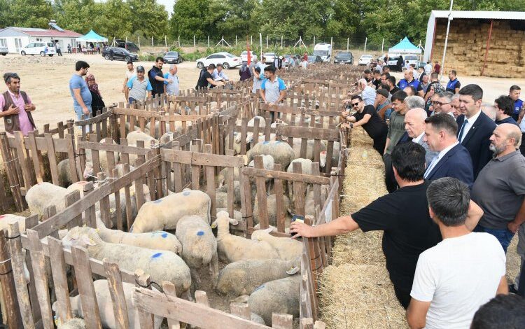 Üreticilere koyun desteği