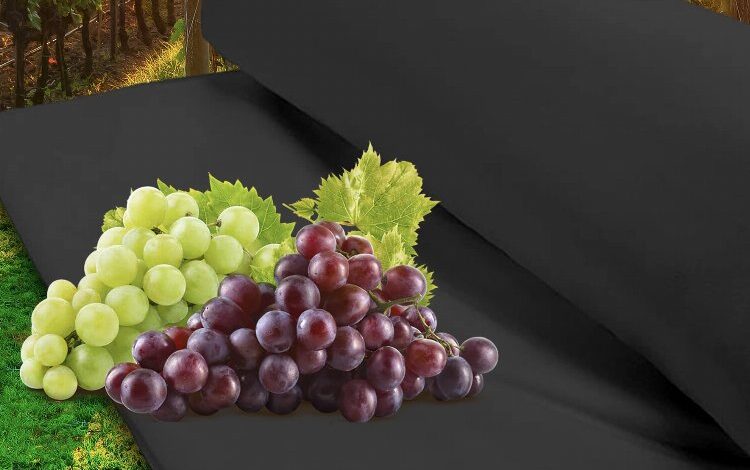 Zeytin ve üzüm üreticilerine Manisa desteği