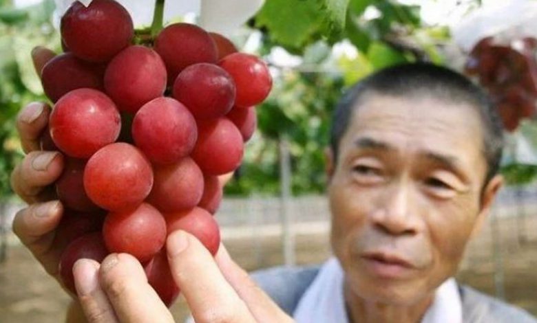 Bu üzümün salkımı 12 bin 700 dolar! Bu üzümün salkımı 12 bin 700 dolar!