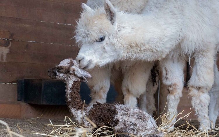 Ormanya’nın yeni gözdesi yavru Alpaka Ormanya’nın yeni gözdesi yavru Alpaka