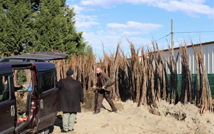 Kocaeli Büyükşehir’in yüzde 50 hibeli fidan dağıtımı başladı Kocaeli Büyükşehir’in yüzde 50 hibeli fidan dağıtımı başladı