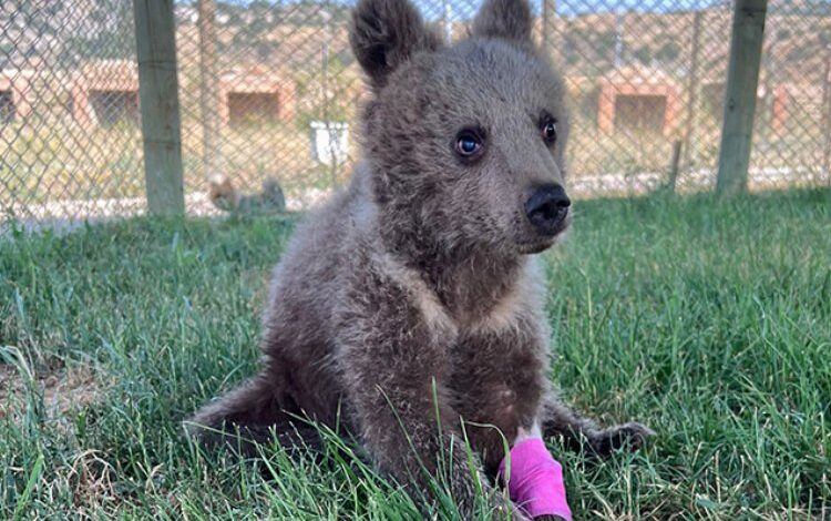 Yavru ayıya Kütahya şefkati