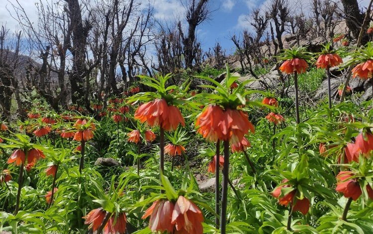 Sason Dağları’nda görsel şölen… Ters laleler Sason Dağları’nı süslüyor
