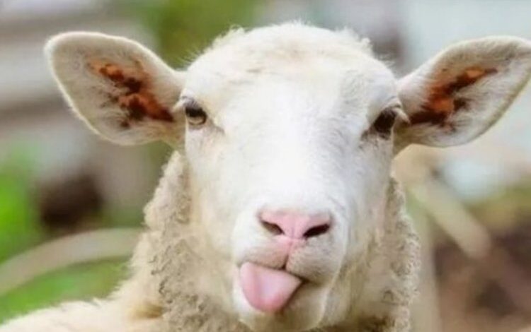 Kayseri Talas Belediyesi’nden kurban alanlarına servis