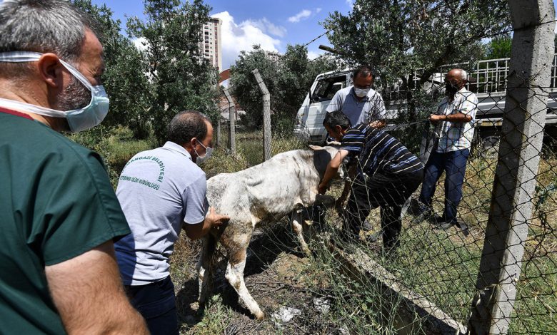 Bursa’da kaçan boğaları Osmangazi Timi’nden kaçamadı! Bursa’da kaçan boğaları Osmangazi Timi’nden kaçamadı!