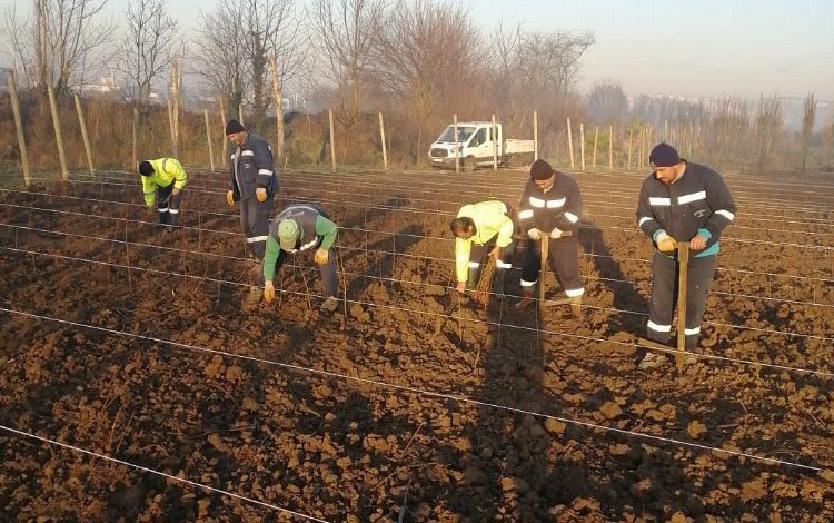 Kocaeli’nde 10 bin çuha fide toprakla buluştu