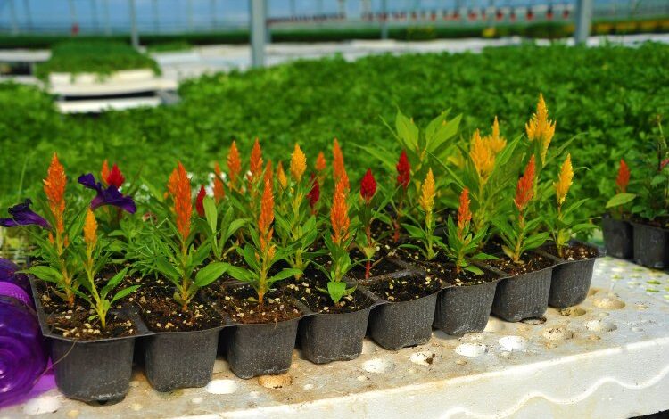 Çöpten 2 milyon çiçek üretildi