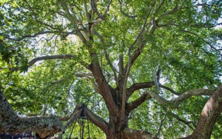 Bursa Osmangazi ‘Kurumsal Sera Gazı Envanteri’ hazırlandı Bursa Osmangazi ‘Kurumsal Sera Gazı Envanteri’ hazırlandı