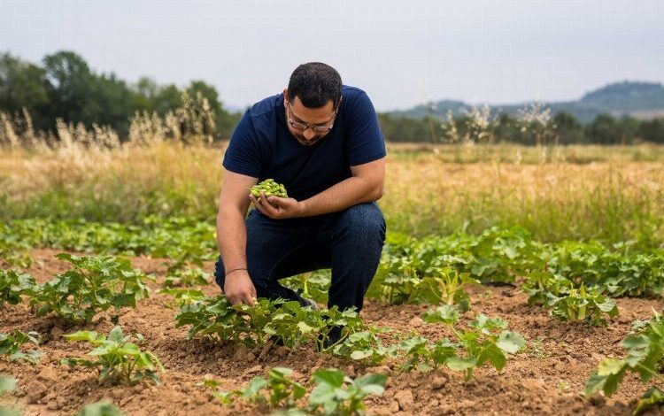 İklim krizinde susuz tarım umut oluyor İklim krizinde susuz tarım umut oluyor