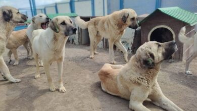 Kayseri’de can dostlara özel yuva