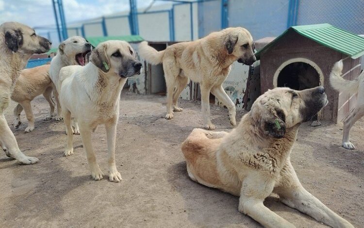 Kayseri’de can dostlara özel yuva Kayseri’de can dostlara özel yuva