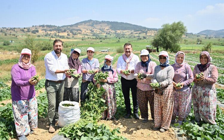 Kornişon üreticilerinde hasat sevinci Kornişon üreticilerinde hasat sevinci