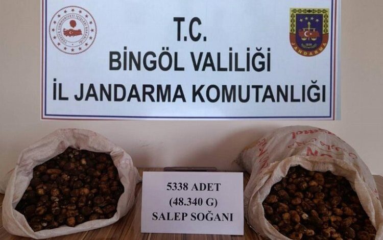 Bingöl’de salep soğanı toplayanlara 1 milyon 221 bin lira ceza kesildi Bingöl’de salep soğanı toplayanlara 1 milyon 221 bin lira ceza kesildi