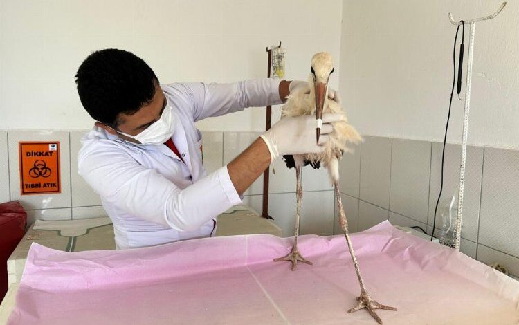 Antalya’da uçamayan yavru leylek Kumluca korumasında