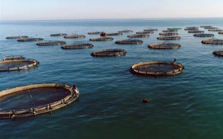 Su ürünleri yetiştiriciliği yüzde 9,1 arttı Su ürünleri yetiştiriciliği yüzde 9,1 arttı