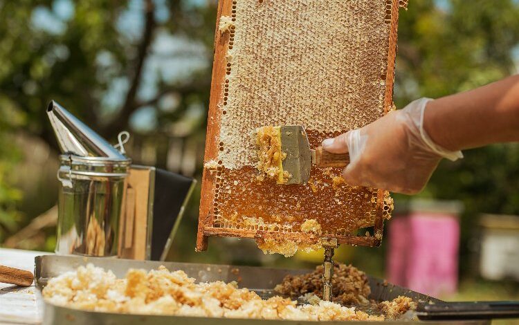 Sahte ballara el atıldı… 3 ay sonra başlıyor!