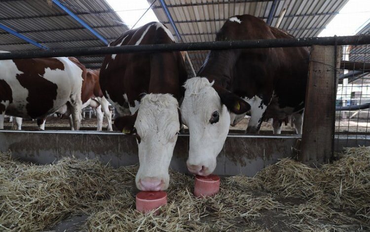 Hayvancılığa mineral taş desteği