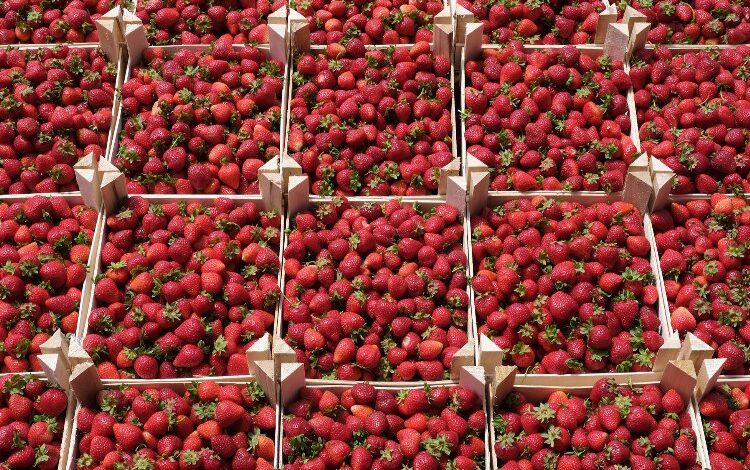 Sakarya ‘Dünya Tarım Şehri’ oluyor Sakarya ‘Dünya Tarım Şehri’ oluyor