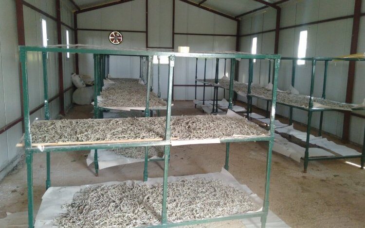 İzmit’te ipek kozasında hasat zamanı! İzmit’te ipek kozasında hasat zamanı!