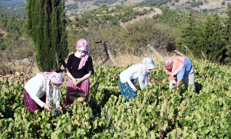 İzmirliler yeniden Kavacık Üzüm Festivali’nde buluşacak İzmirliler yeniden Kavacık Üzüm Festivali’nde buluşacak