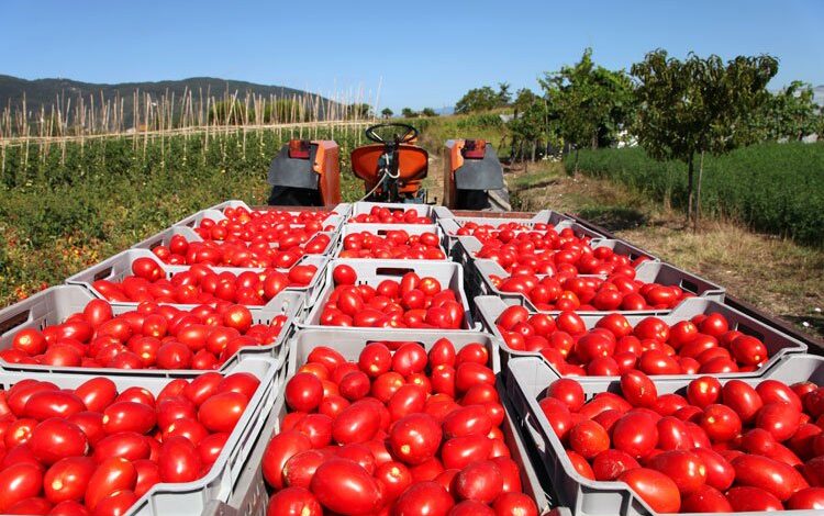Salça ihracatındaki kısıtlama tedirgin ediyor… Kısıtlama kaldırılmalı! Salça ihracatındaki kısıtlama tedirgin ediyor… Kısıtlama kaldırılmalı!