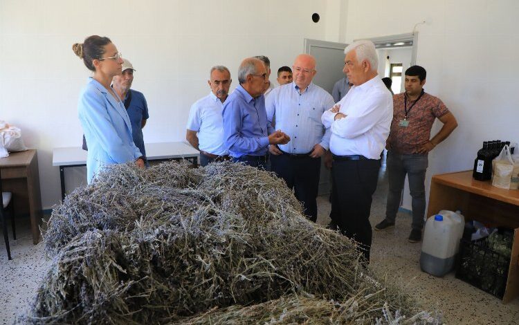 Muğla’da 212 dekar arazi lavanta ile buluştu