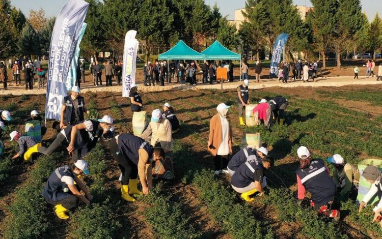 Kocaeli’de Sekapark organik tarıma geçiyor