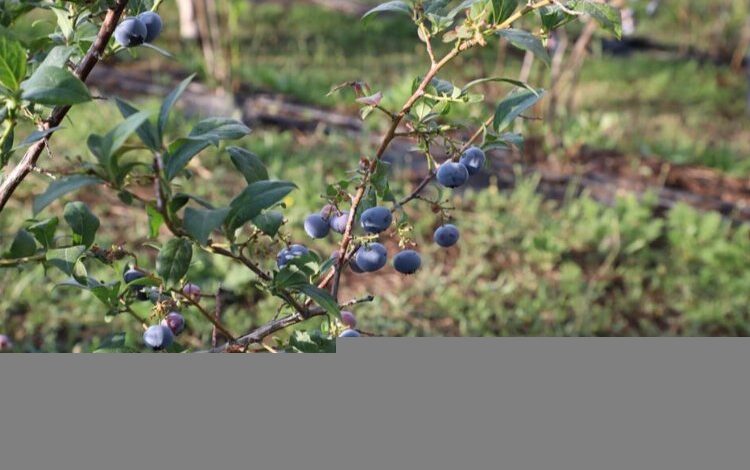 Bursa İnegöl’de ‘Mavi Yemişin’ ünü ülke sınırlarını aştı Bursa İnegöl’de ‘Mavi Yemişin’ ünü ülke sınırlarını aştı