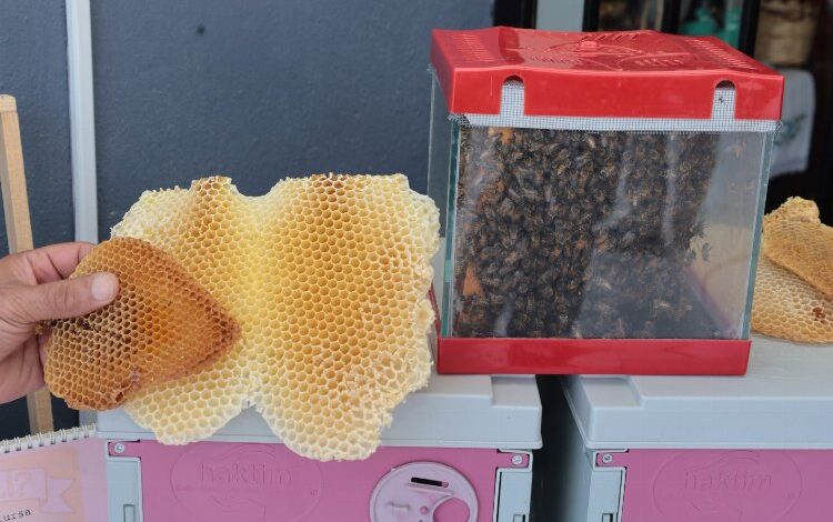 Kocaeli’de bal hasadı şenliği