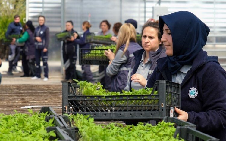 Hataylı üreticilere fide desteği