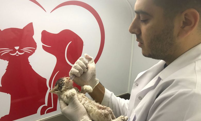 İzmitli veterinerler yangın bölgelerinde kedilere nefes oldu İzmitli veterinerler yangın bölgelerinde kedilere nefes oldu