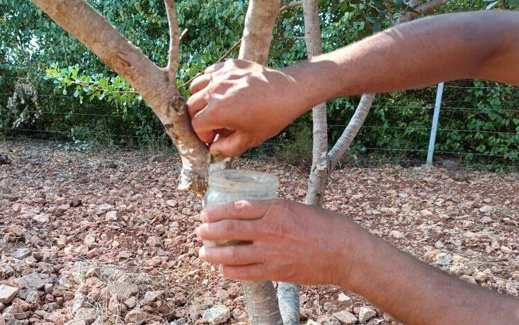 Muğla ilk sakızlarını verdi
