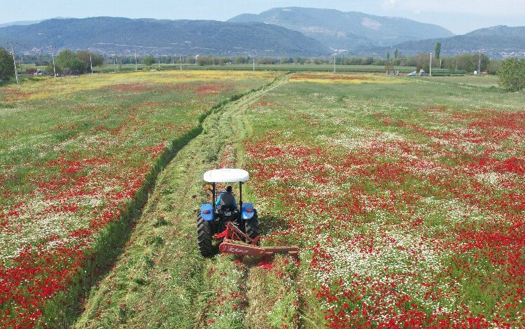 Muğlalı üreticilere 4 bin 500 kaba yem balyası dağıtılacak Muğlalı üreticilere 4 bin 500 kaba yem balyası dağıtılacak