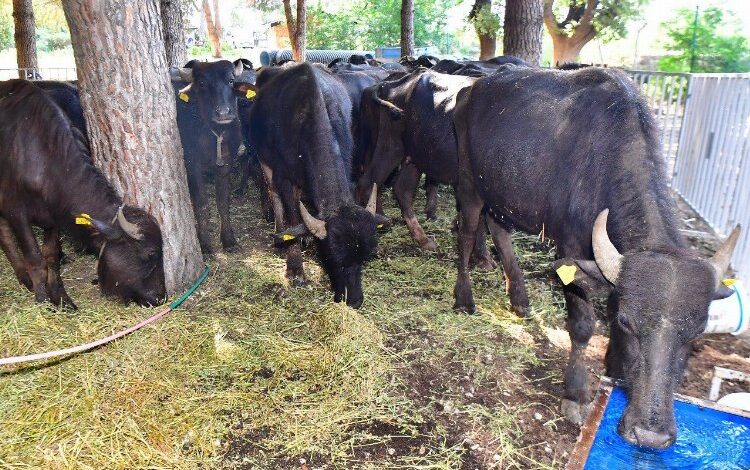 Manda üreticiliği altın kadar kıymetli Manda üreticiliği altın kadar kıymetli