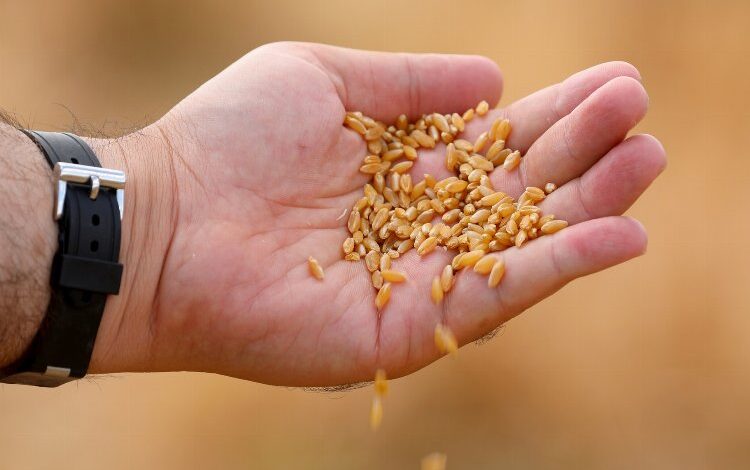 Gaziantep en iyi buğday çeşidini araştırıyor Gaziantep en iyi buğday çeşidini araştırıyor