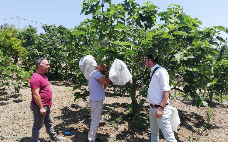 Bursa Mudanya’da incir sahalarında dal izolasyonu yapıldı Bursa Mudanya’da incir sahalarında dal izolasyonu yapıldı