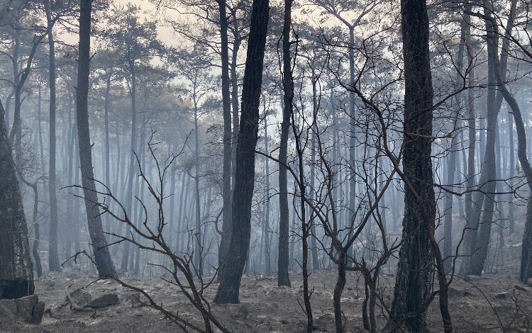 Yangınlara karşı ‘yerel örgütlenme’ çağrısı