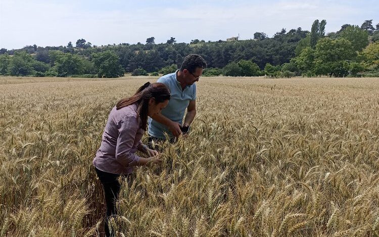 Keşan’da bozkurt zararlısı ile mücadele başladı Keşan’da bozkurt zararlısı ile mücadele başladı