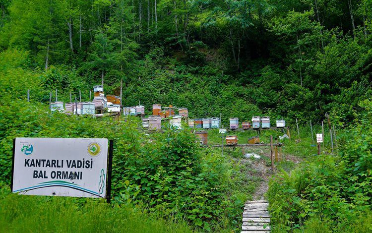 12 yılda 673 adet ‘Bal Ormanı’ kuruldu