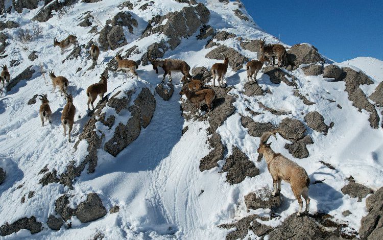 Kayseri’de drone ile görüntülenen dağ keçilerine yiyecek bırakıldı