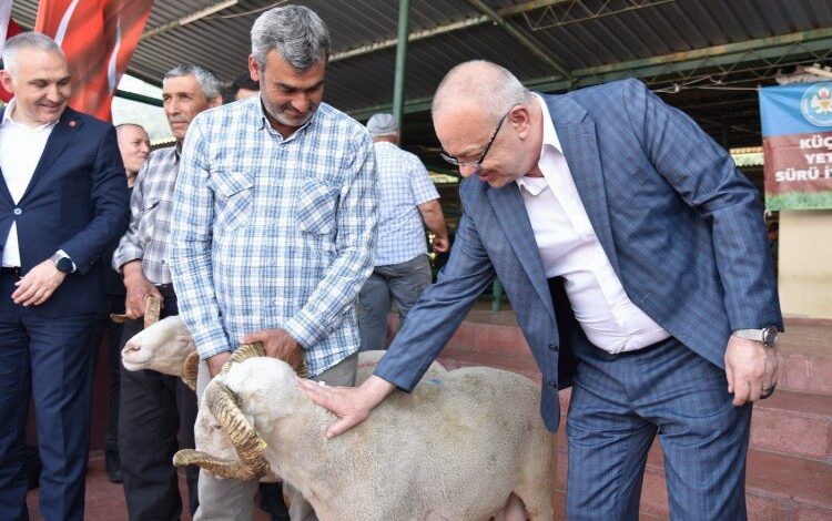 Damızlık koçlar yetiştiricilere teslim ediliyor Damızlık koçlar yetiştiricilere teslim ediliyor